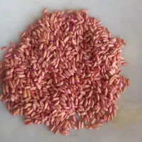 گندم هشت روده دیم