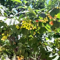 ویلاء باغ شیک نوساز