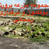 جوجه بوقلمون محلی مرغ وخروس در فضای باز