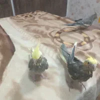 سه جوجه دستی سرلاکی ودوجفت نر وماده ضمانتی
