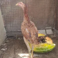 جوجه لاری