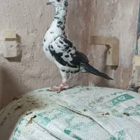 گلی سینه سفید ماده فسا