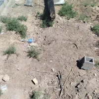 چوب بیص لنج