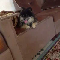 سگ گمشده مژدگانی ۸ملیون
