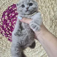 گربه اسکاتیش لیلاک