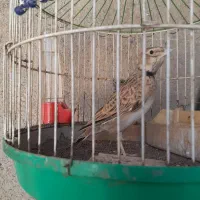 سهره|پرنده|میانه, |دیوار