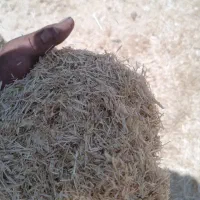 نهاده دامی کاه و....