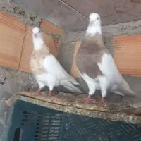 کبوتر طوقی آجری