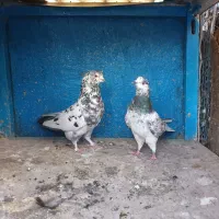 کفتر  ۳۰تا گرفتنی تیرماهی