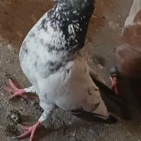 کبوتر یا کفتر