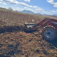 پایه بادام و نهال بادام تلخ