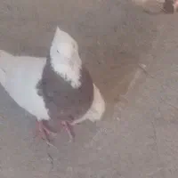 کفتر