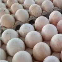 تخم مرغ نطفه دار  بوقلمون برنز