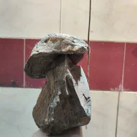 سخره اکواریوم
