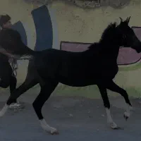 نریان پنج نشان شجره دار ایران به همراه برگ‌کشش