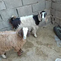 بزغاله|حیوانات مزرعه|چرداول, |دیوار