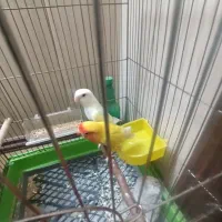 جفت کوتوله معاوضه