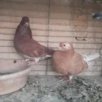 نرو ماده پرشی