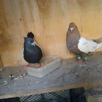 جفت سینه‌ای