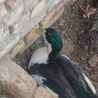 جوجه خروس و اردک نر