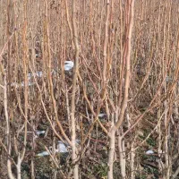 انواع نهال میوه تعاونی و پربازده تضمینی