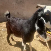 بزپاکستانی دقلوزاابستن
