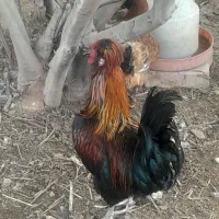 مرغ و خروس سلطان