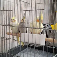 عروس هلندی