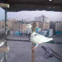 سینه مشهدی