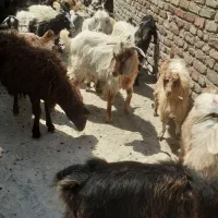 بزغاله ۴۰عدد
