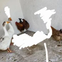 قو غاز و مرغ و خروس