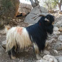 به هر روزگاری گله داری