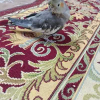عروس هلندی