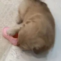 سگ پامرانین