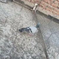 کبوتر|پرنده|ملکان, |دیوار