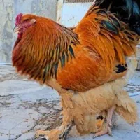تخم مرغ نطفه دار برهمابوف