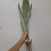 سانسوریا مهتابی هدیه به اعضای کانال