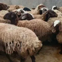 حیوان