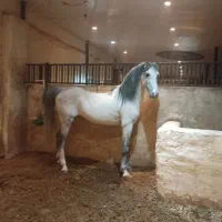 نریون درجه یک