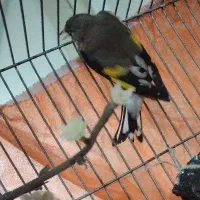 پرنده