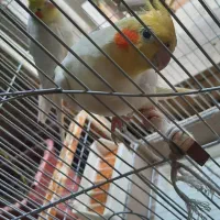 دو عدد عروس هلندی
