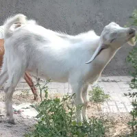 بزغاله تخمی دورگ سانن