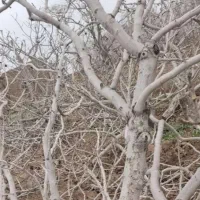 هرس وقطع درختان وانواع چوب