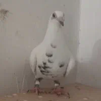 سوسکی و..