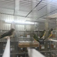 فنچ گلدین ماده