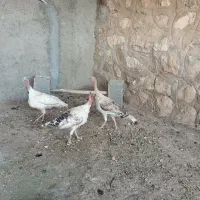 بوقلمون ماده