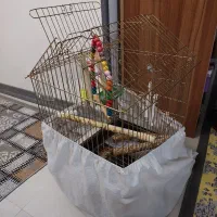 دوتا قفس یک متری و قفس طوطی