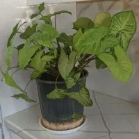 گل طبیعی خانگی