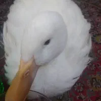 فروختن اردک