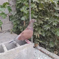 کبوتر قرمز